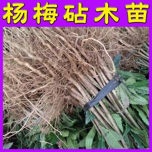 杨梅实生苗嫁接砧木小苗杨梅树树苗实生树苗杨梅苗木直生树苗大苗