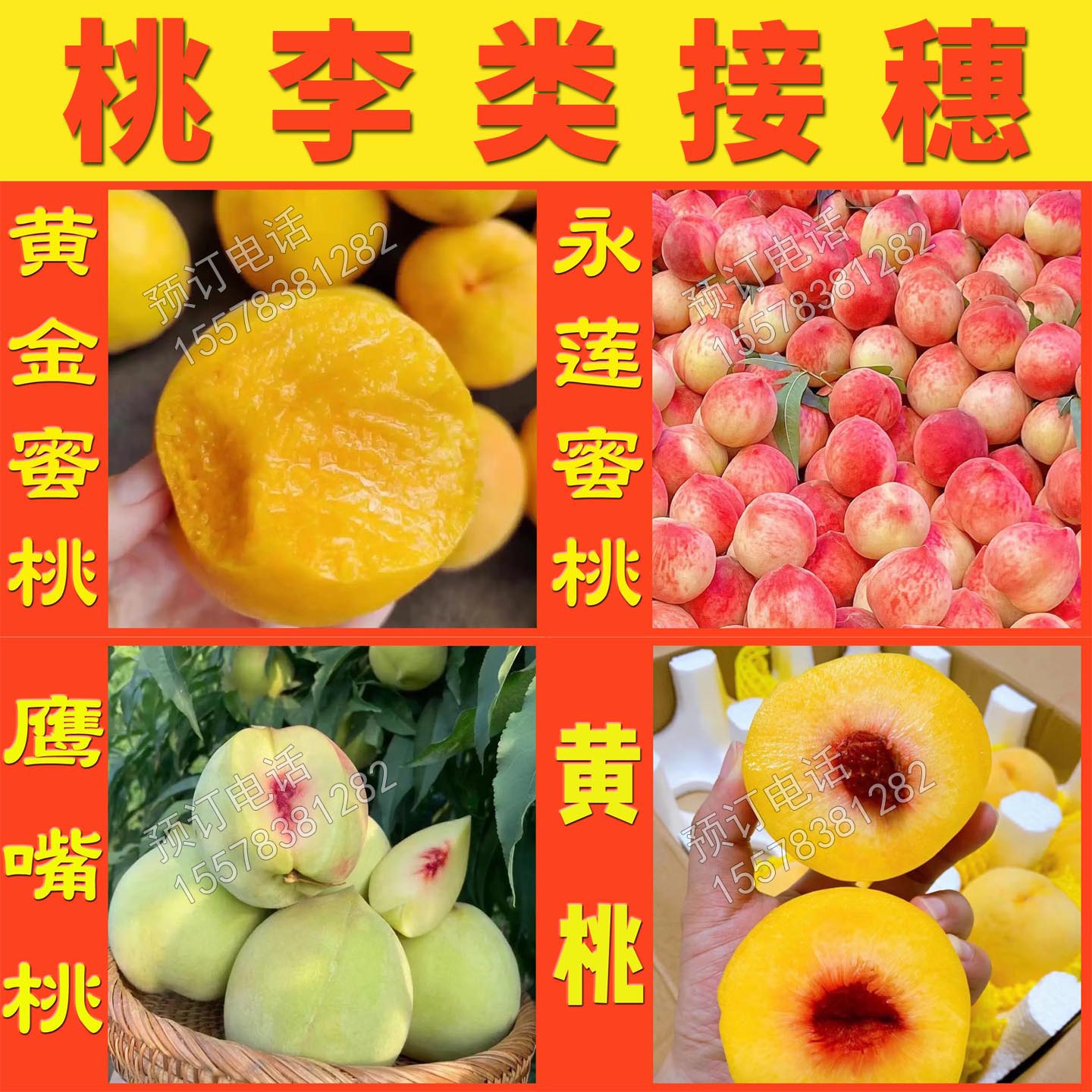 黄金蜜桃奈李永莲蜜桃蜂糖李三华李三月李黄桃鹰嘴桃嫁接枝条接穗