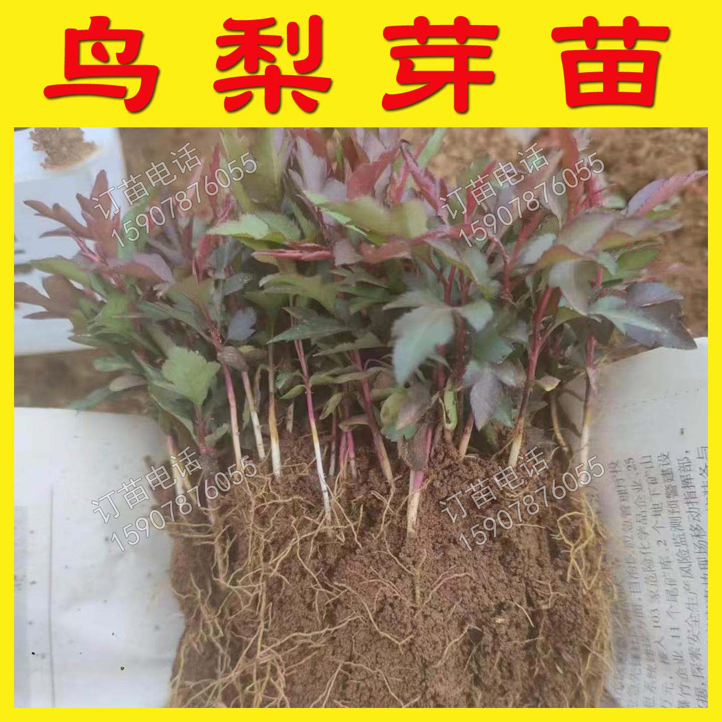 鸟梨苗剌梨树种幼苗棠梨苗剌梨苗棠梨苗砧木棠梨苗梨树砧木苗