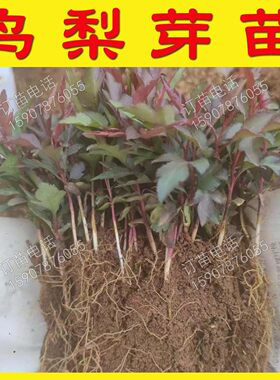 鸟梨苗剌梨树种幼苗棠梨苗剌梨苗棠梨苗砧木棠梨苗梨树砧木苗