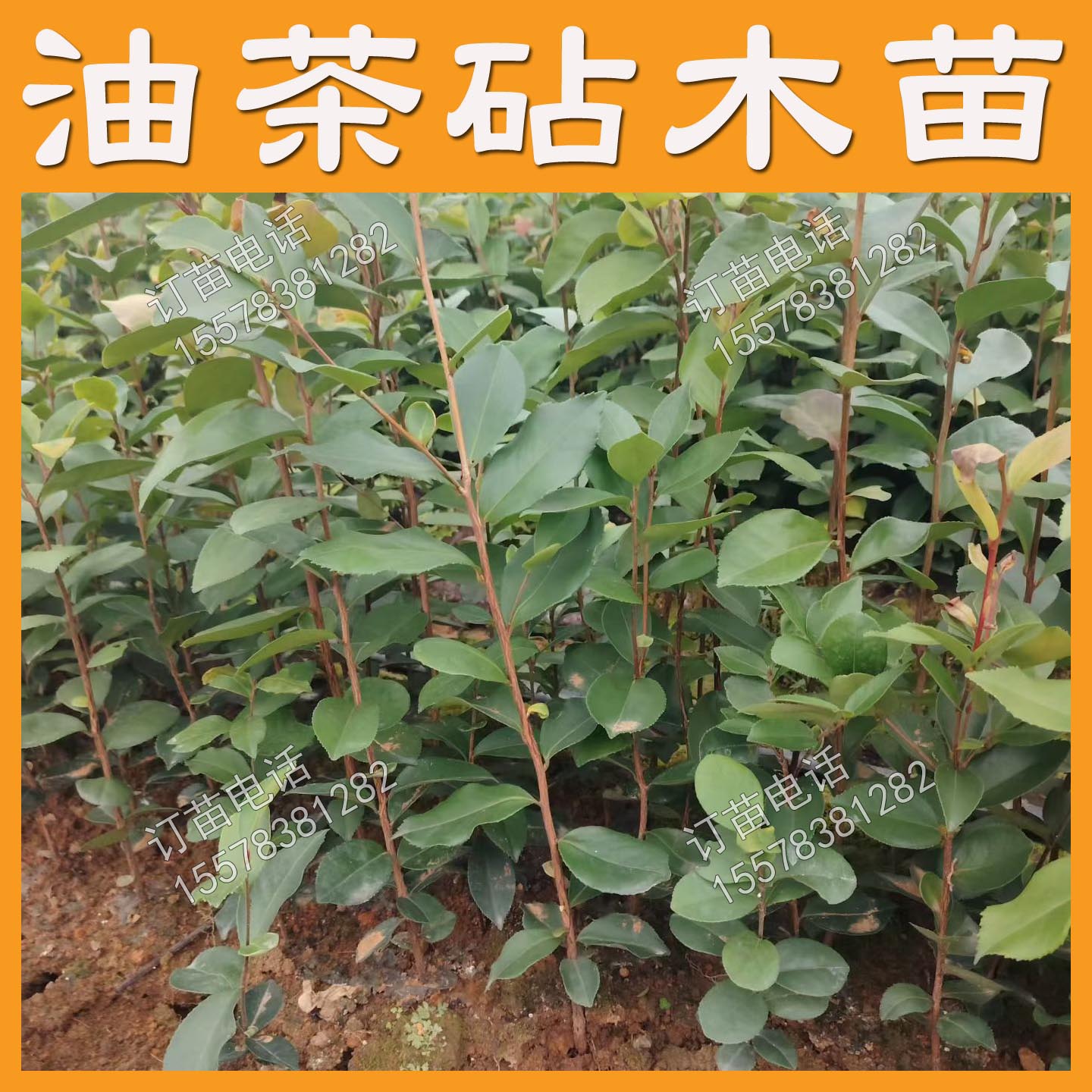 根系好苗木粗壮提供种植技术