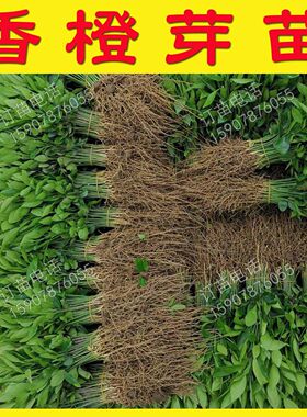 小叶软件枝香橙苗芽苗香橙砧木苗幼苗香橙苗香橙树苗香橙小苗砧木