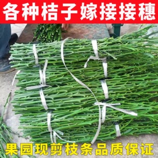 各种桔子嫁接接穗脆蜜金桔接穗枝条脆蜜金柑嫁接枝条柑橘嫁接枝条
