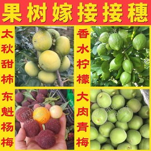 各种果树嫁接接穗大秋甜柿东魁杨梅桂花梨大五星枇杷嫁接枝条接穗