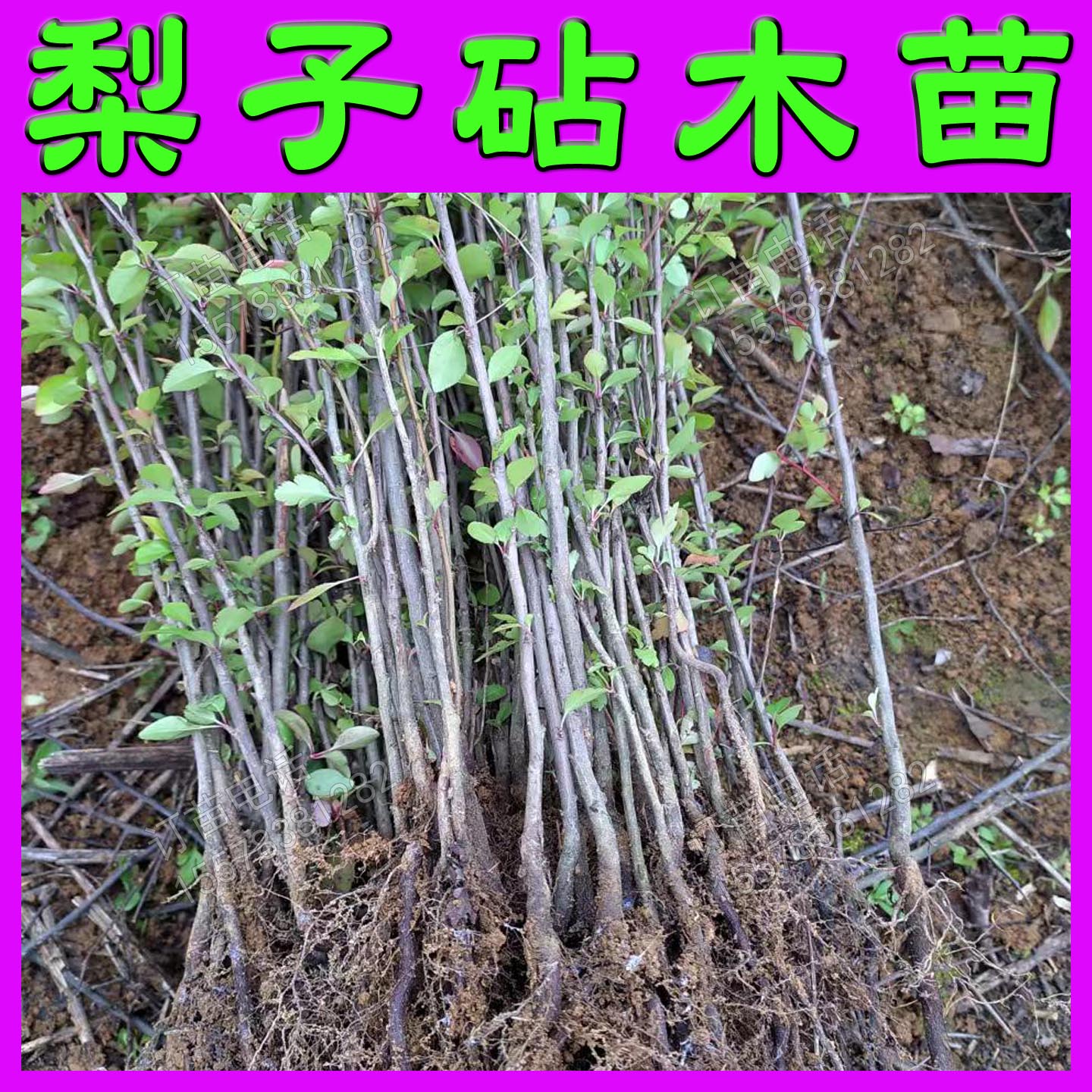 根系好苗木粗壮提供种植技术