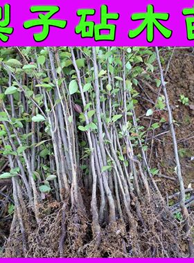 根系好苗木粗壮提供种植技术