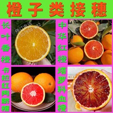 长叶香橙纽荷尔脐橙血橙夏橙蜜香橙冰糖中华红橙果树嫁接枝条柑橘