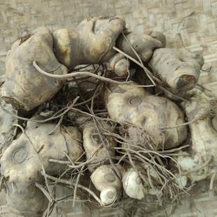 云南野生滇黄精新鲜深山滇黄精泡酒煲汤补滇黄精老虎姜鸡头食同源