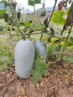 云南哀牢山农家蔬菜冬瓜小冬瓜来自深山农家2斤包邮