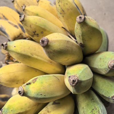 云南哀牢山深山小米蕉新鲜水果野生农家香蕉小芭蕉小米蕉5斤