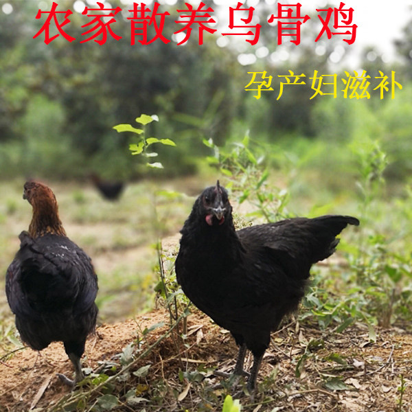 农家散养新鲜现杀乌骨鸡