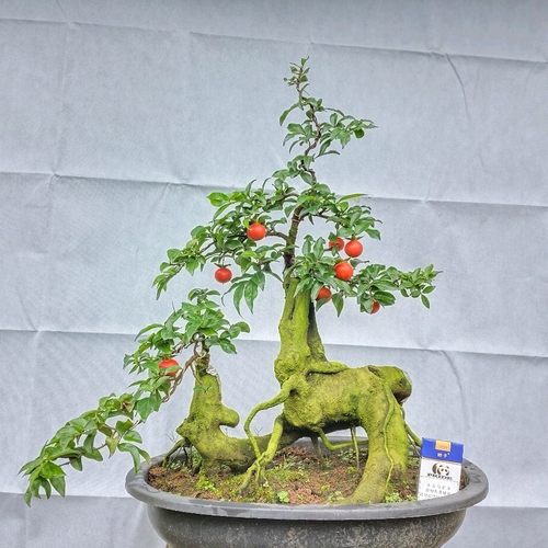 金弹子盆景老桩 原图发货 一物一拍 血红果 带果发货 绿植盆栽