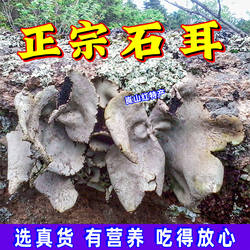 野生岩耳张家界石耳干货山珍岩菇炖土鸡2至8cm半斤自摘野生菌石菇