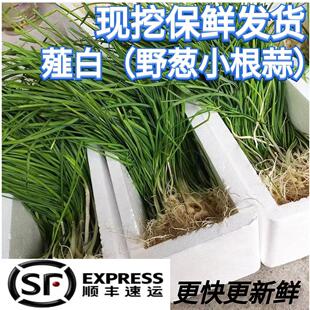 新鲜现挖野葱野藠头大头蒜小根蒜野胡葱薤白 顺丰更快更新鲜