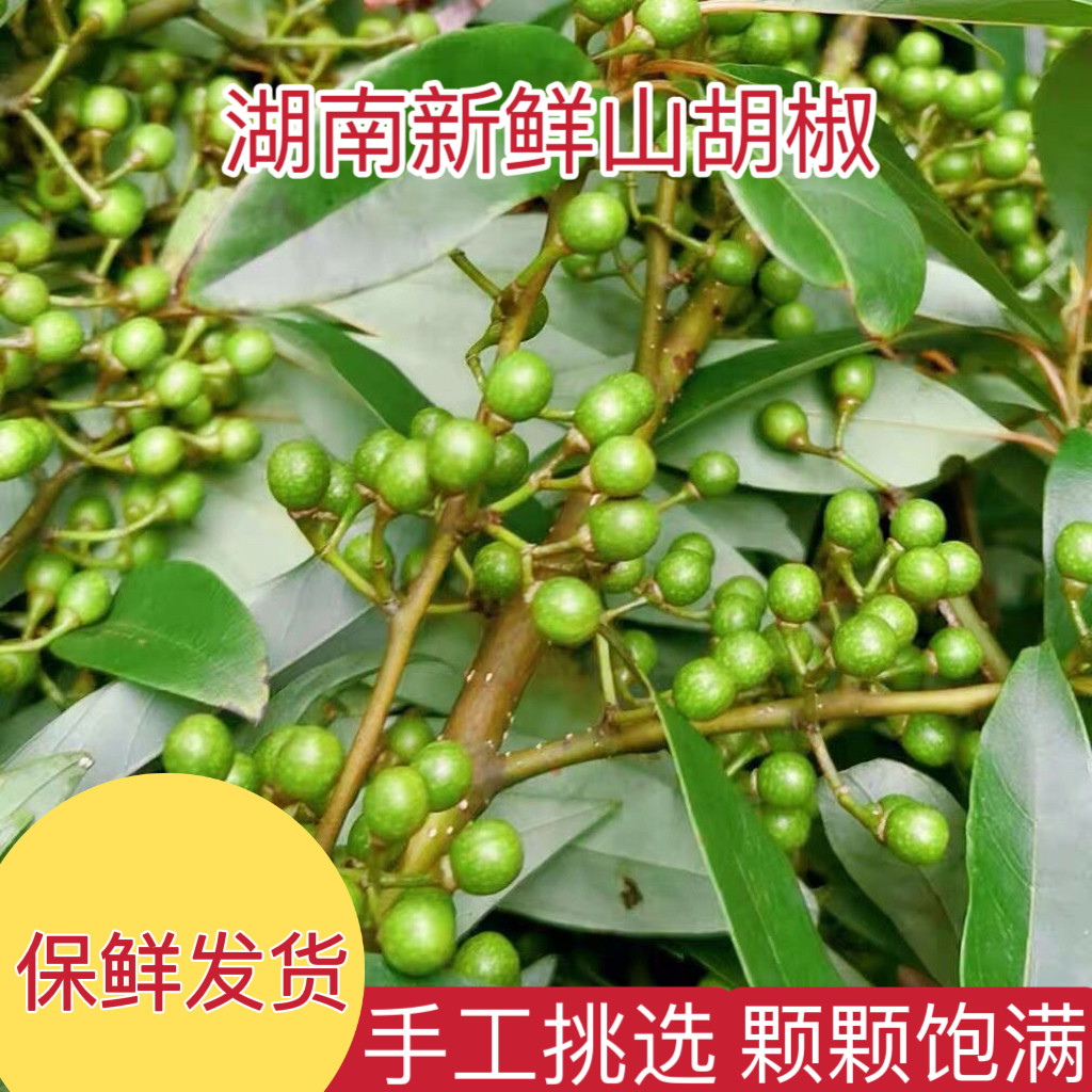 湖南2026新鲜摘山胡椒木姜子山苍子去腥提味配料农产品野生可食用