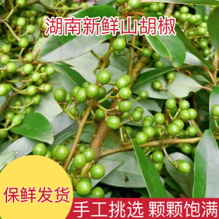 湖南2026新鲜摘山胡椒木姜子山苍子去腥提味配料农产品野生可食用