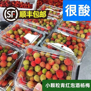 【青红泡酒杨梅】【顺丰包邮】新鲜鲜果泡酒用山杨梅本地小杨梅