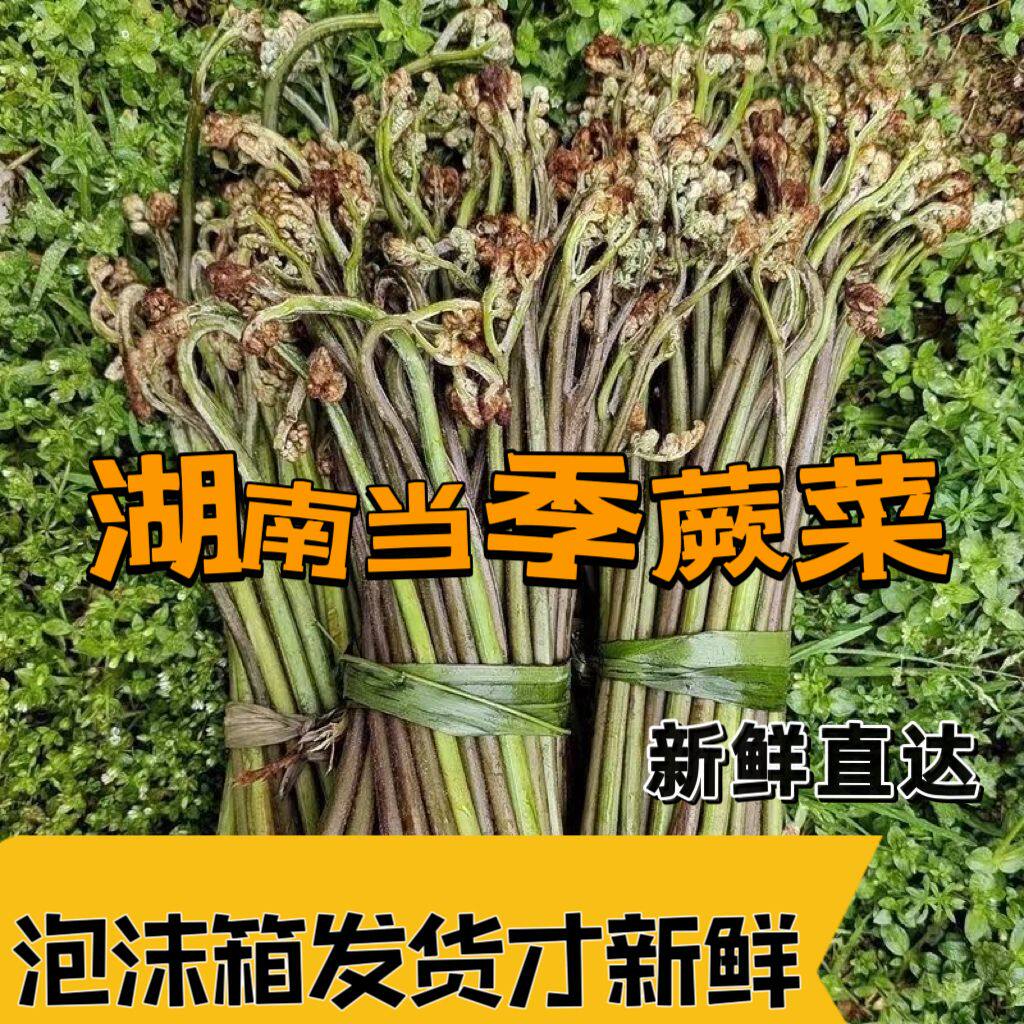 湖南娄底当季蕨菜新鲜野生蔬菜现摘现发龙爪菜泡菜