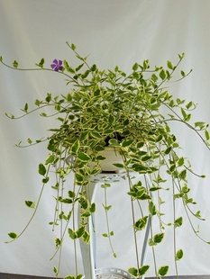 花叶蔓盆栽地栽庭院户外阳台长春藤垂吊植物耐热耐寒好养花境绿植