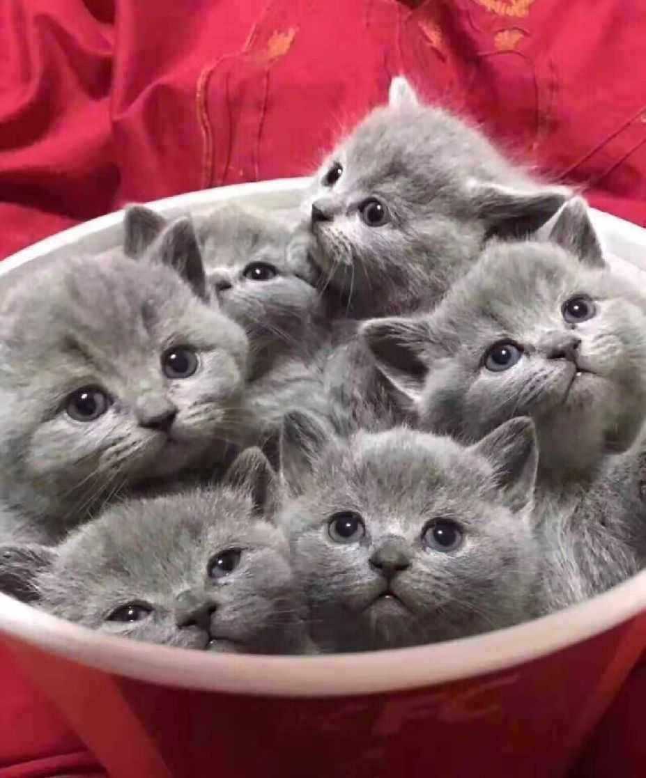 英短蓝猫幼猫折耳蓝白银渐层短腿猫咪活物小猫咪加菲猫幼崽宠物猫