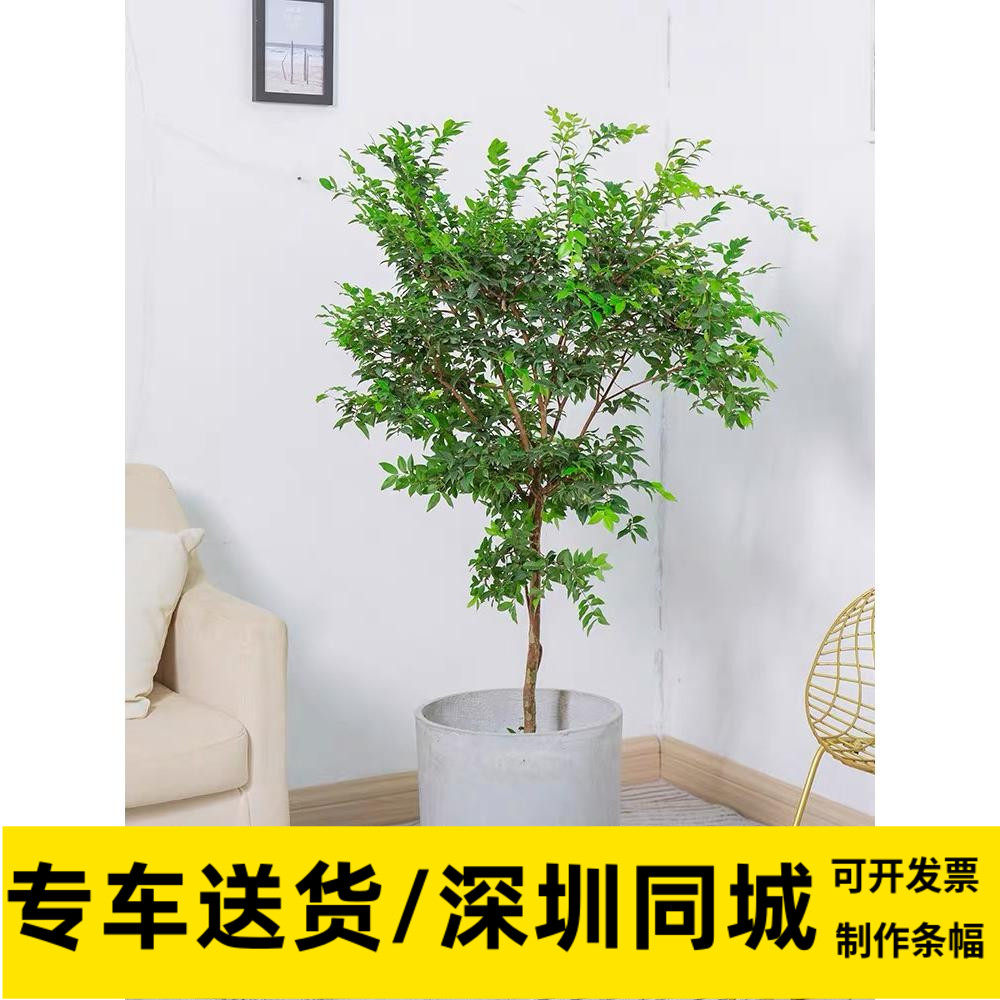 树葡萄嘉宝果室外露台阳台户外盆栽开花结果植物盆栽深圳同城配送
