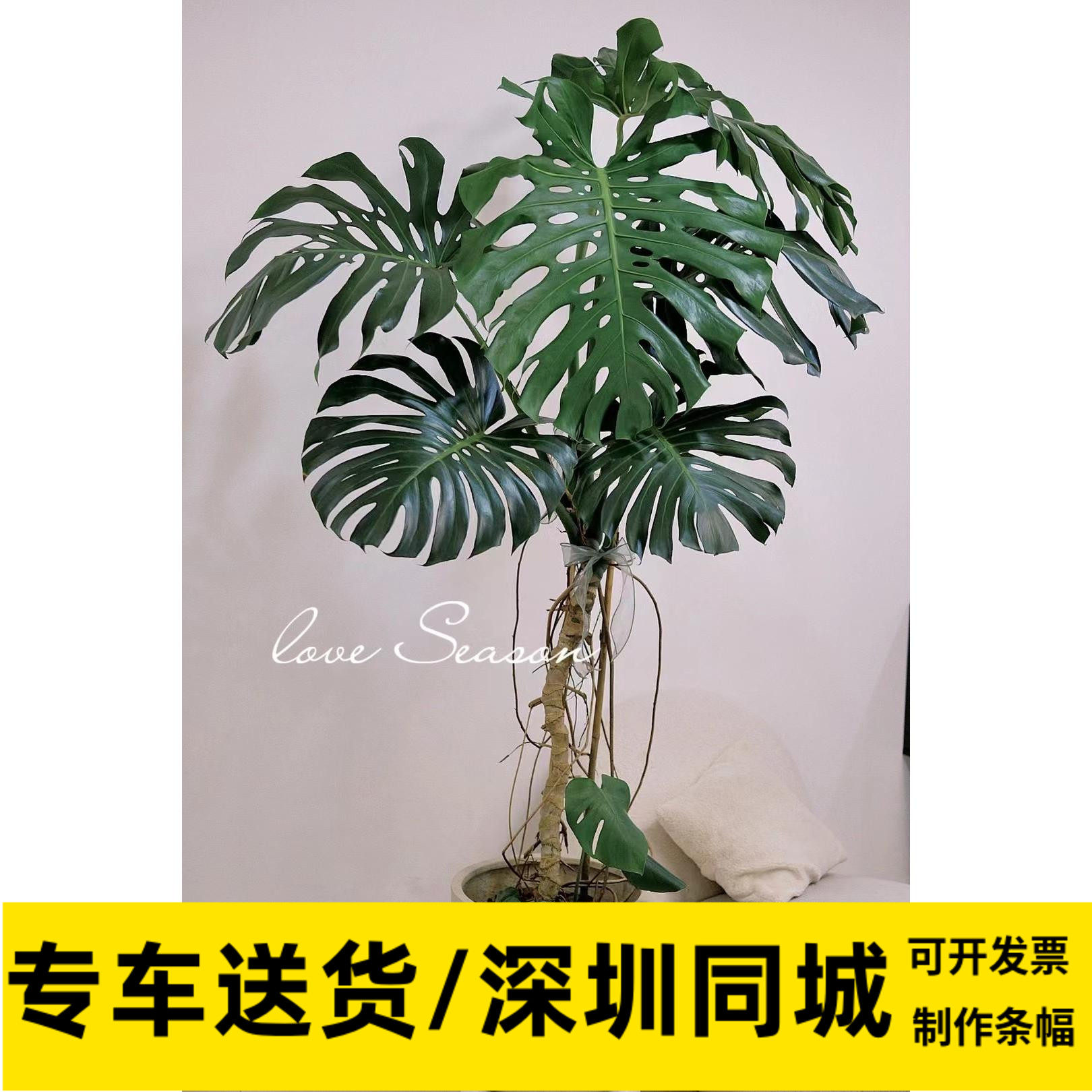 龟背竹老树桩 办公室 阳台庭院客厅网红提根造型绿植深圳同城包邮