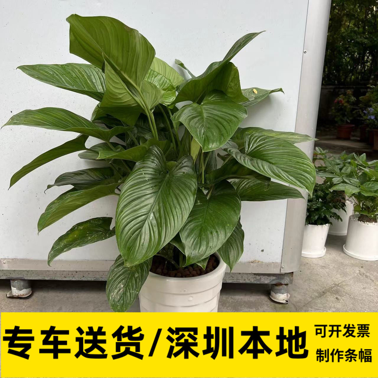绿芙蓉好养活盆栽办公室中型绿植落地走廊过道推荐