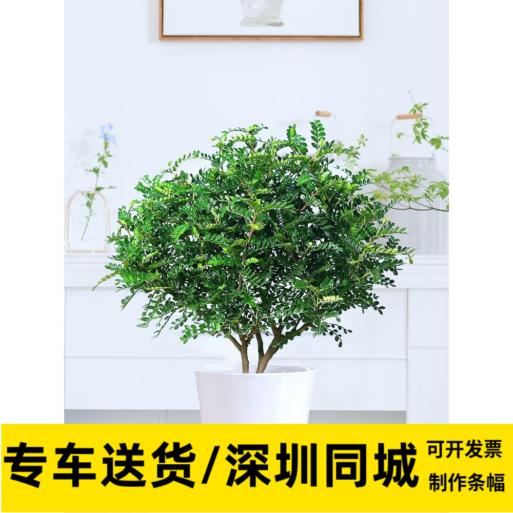 驱蚊清香木驱蚊草夏季居家小植物防蚊草喜阳绿植同城配送上门深圳