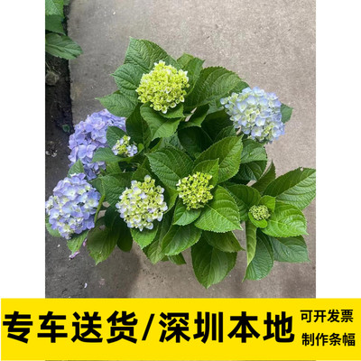 绣球花混色西阳阳台室外绿植时节花卉