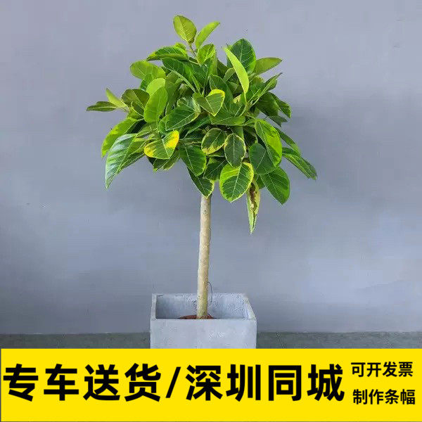 橡皮树棒棒糖造型深圳同城植物