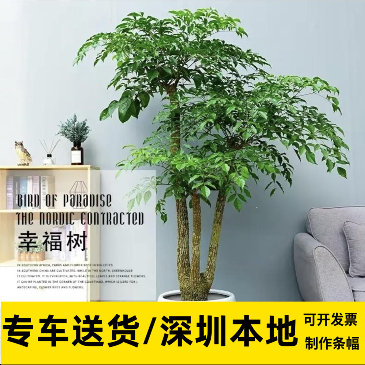 富贵树喜阳前台接待前台喜阳幸福树大型盆栽绿植大颗植物深圳同城