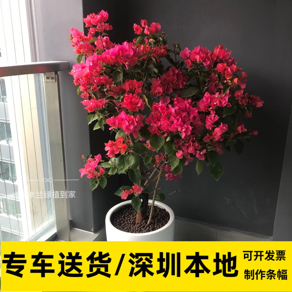 杜鹃花三角梅勒杜鹃盆栽喜阳室外植物深圳市花木兰绿植同城配送