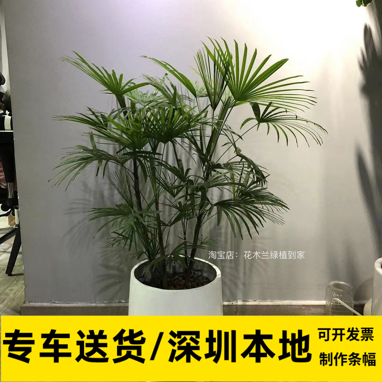 金山棕竹喜阳盆栽网红植物北欧办公室落地植物吸甲醛盆栽深圳同城