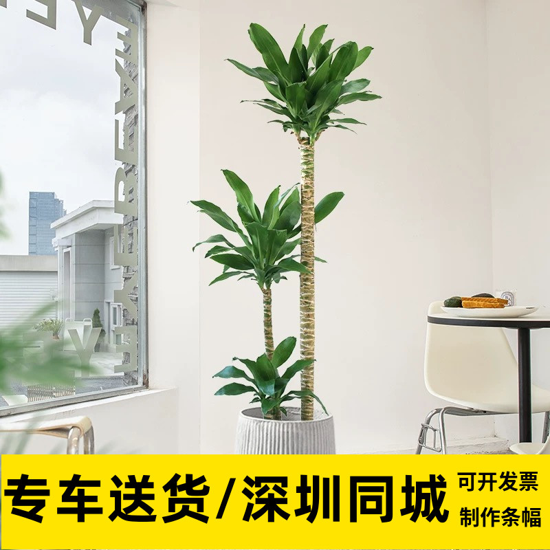 青叶铁老桩幸运木盆栽客厅办公室室内绿植老桩网红款大型好养植物