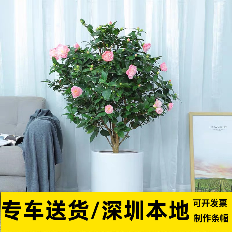 茶花 山茶树 阳台室外养殖植物盆栽四季开花绿植家庭花卉深圳同城