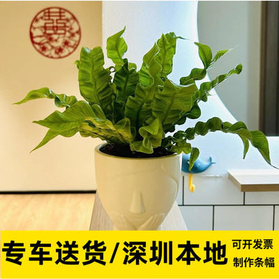 鸟巢蕨 波士顿蕨 小绿植系列桌面小盆栽办公室超好养活小植物同城