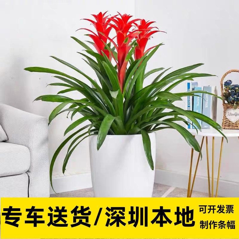 鸿运当头凤梨花盆栽客厅室内植物办公室红星年宵花卉植物深圳直送
