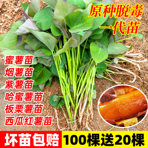 西瓜红烟薯秧板栗板栗高淀粉薯苗