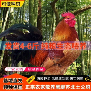 4斤正宗农家散养土公鸡黑腿大红公鸡活鸡包活到家月子走地鸡笨鸡