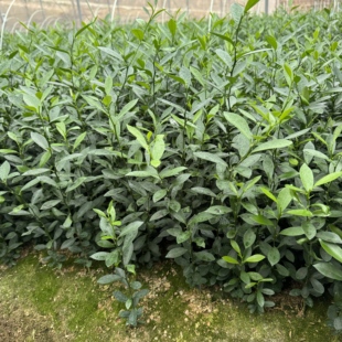 原生金豆树苗附石盆景素材好养绿植冬季耐寒四季常青观花观果