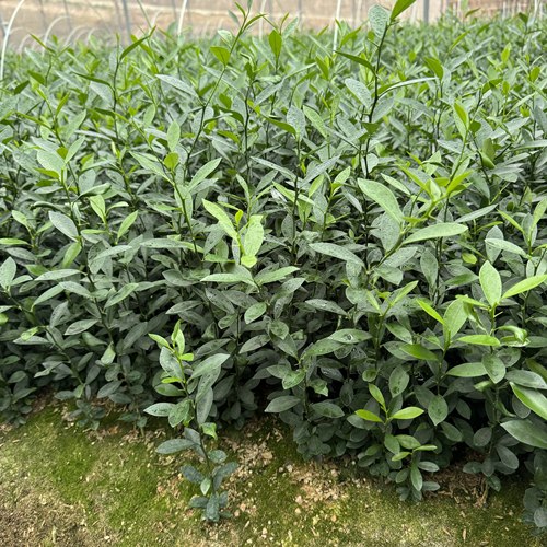 原生金豆树苗附石盆景素材好养绿植冬季耐寒四季常青观花观果