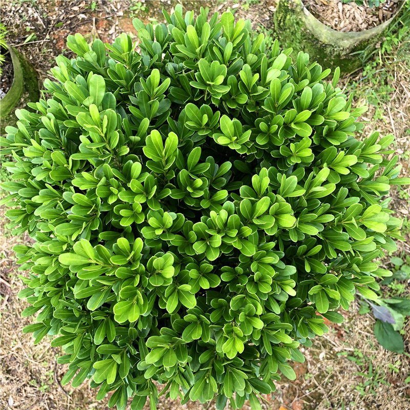 高杆黄杨瓜子小叶黄杨篱笆苗四季常青盆栽耐寒耐旱绿植净化空气树