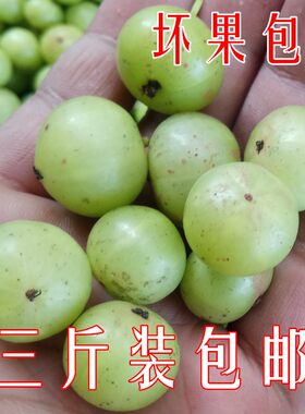 3斤装新鲜油甘果牛甘果余甘果油柑子果滇橄榄果酸水果 现摘包邮
