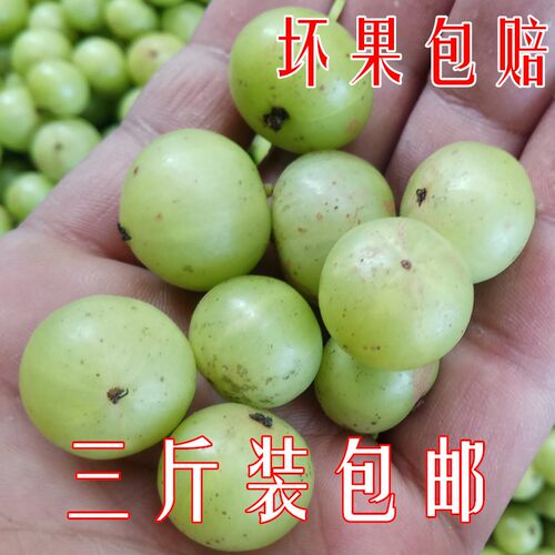 3斤装新鲜油甘果牛甘果余甘果油柑子果滇橄榄果酸水果 现摘包邮