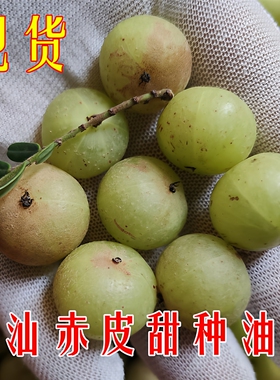潮汕新鲜褐皮油甘子果余甘果滇橄榄油柑果牛甘果酸涩度低包邮现摘