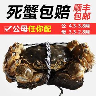 【3两母4两公】 大闸蟹鲜活螃蟹全公母蟹兴化大闸蟹特大河蟹