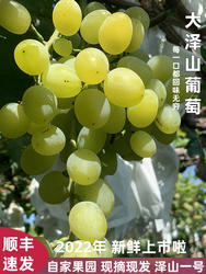 山东特产平度大泽山葡萄泽山一号新鲜水果果园现摘现发白玫瑰香