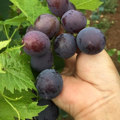 山东平度大泽山巨峰葡萄现摘现发新鲜果园4斤装顺丰京东包邮