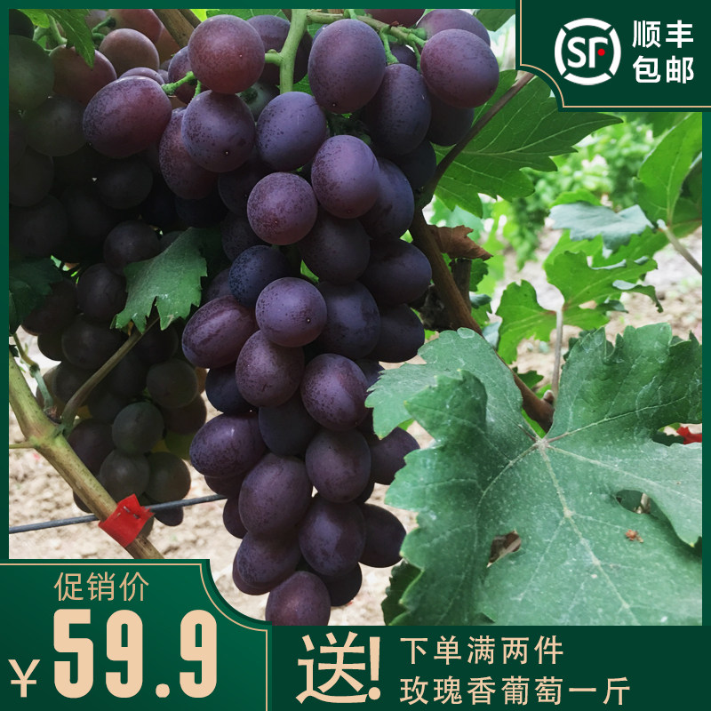 大泽山葡萄玫瑰味香甜可口