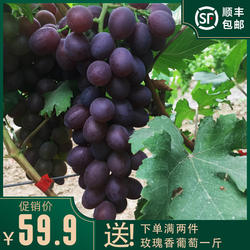 山东平度大泽山葡萄早霞玫瑰香现摘现发新鲜应季孕妇水果顺丰包邮